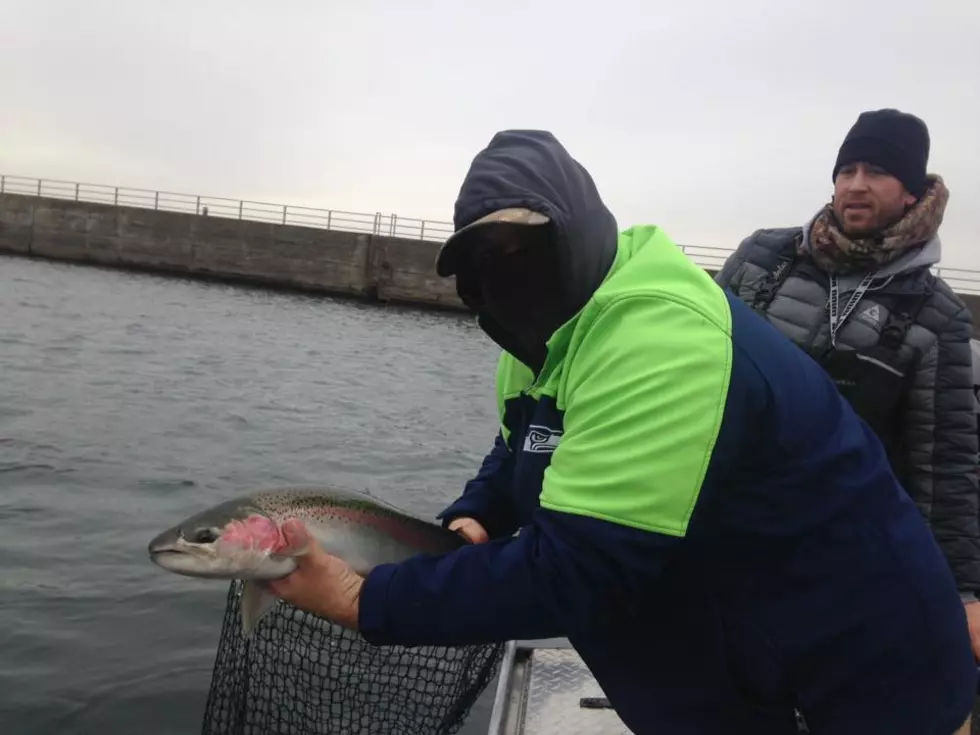 Steelhead Fishing Picking Up on Cowlitz