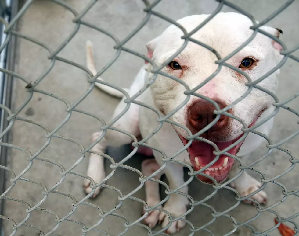 Should Pit Bull Ban Be Lifted By Yakima City Council?  [POLL]