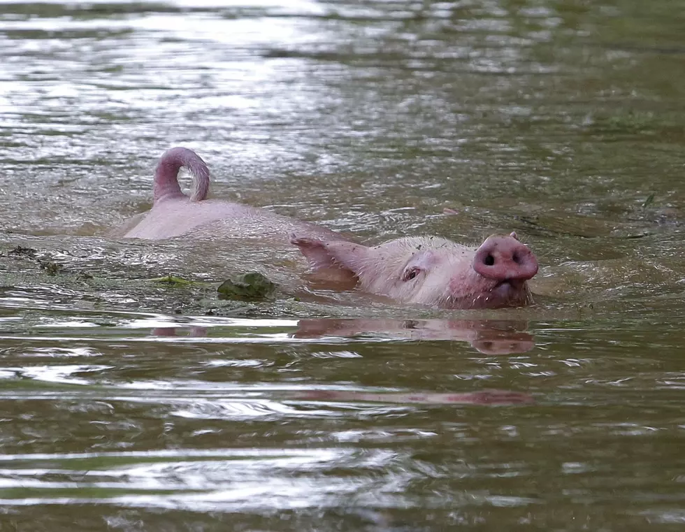 Man Drowns In Wenatchee River Trying To Save Pet Pig
