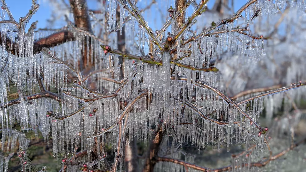 Yakima Farmers Grow Icicles to Beat the Coming Heatwave