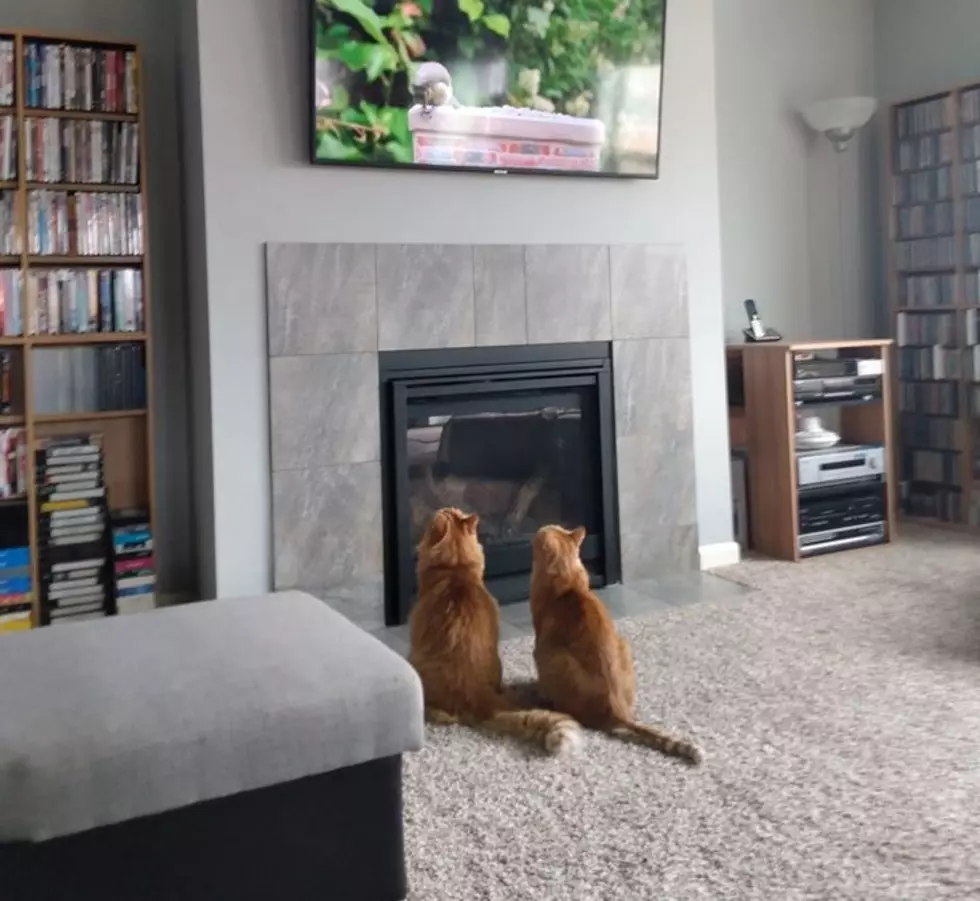 Todds Take: My Quarantined Cats are Binge Watching Birds on TV