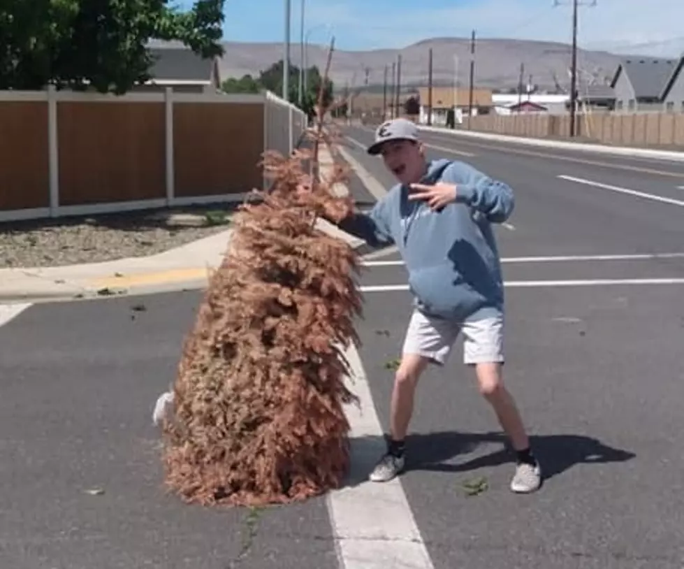 Windy Wednesday in Yakima Brings Christmas in May
