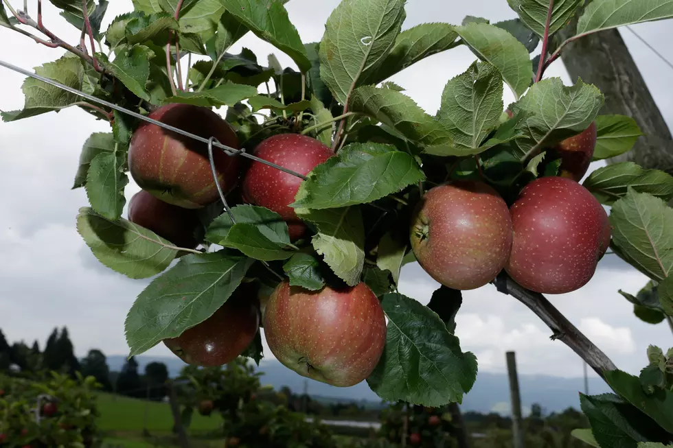 RIP: Washington’s Oldest Apple Tree Dies at 194 Years Old