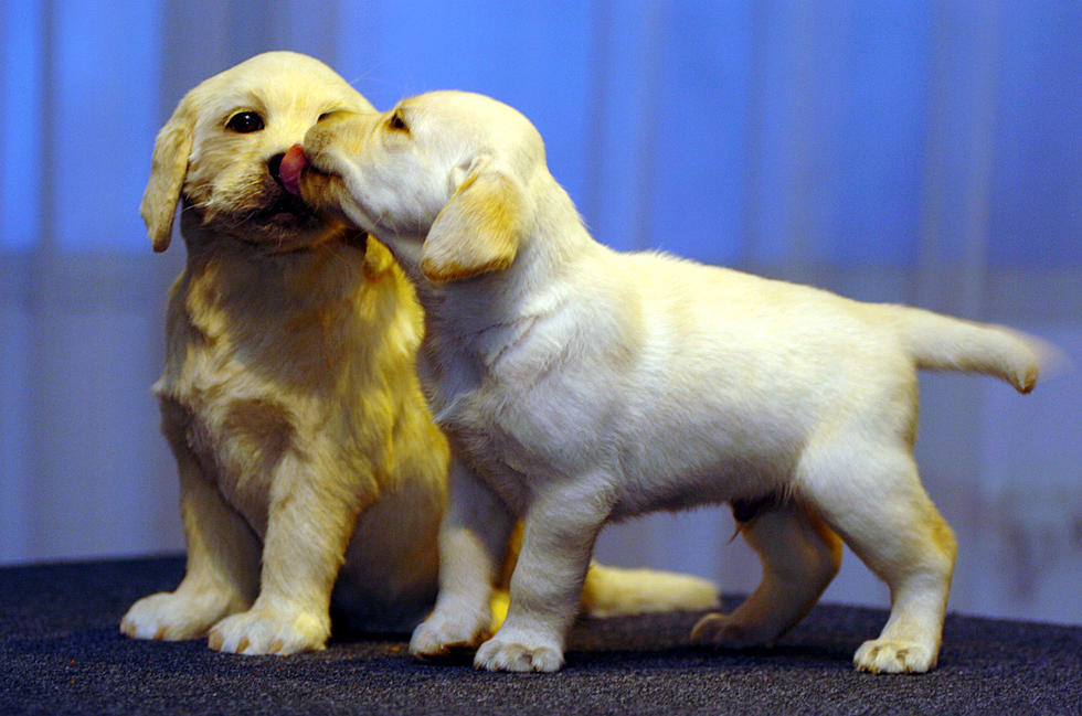 Get An Adorable Family Member! Yakima Humane Society Adoption Event This Sunday!