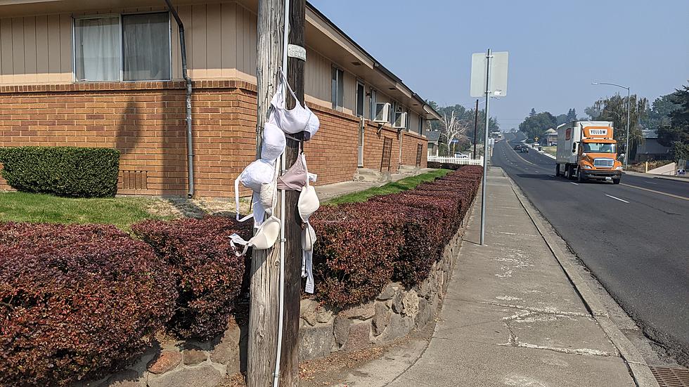 This Power Pole in Yakima Has Bras as Support?