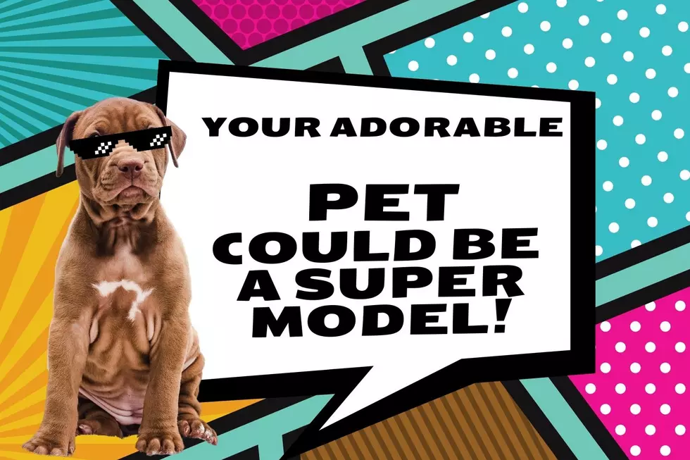 Your Adorable WA Pet Could Become America’s ‘Next Top Dog Model’