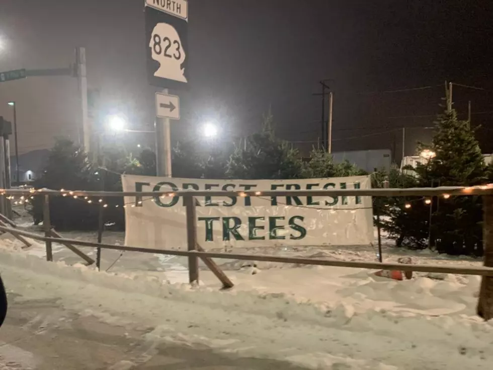 Christmas Tree Lot