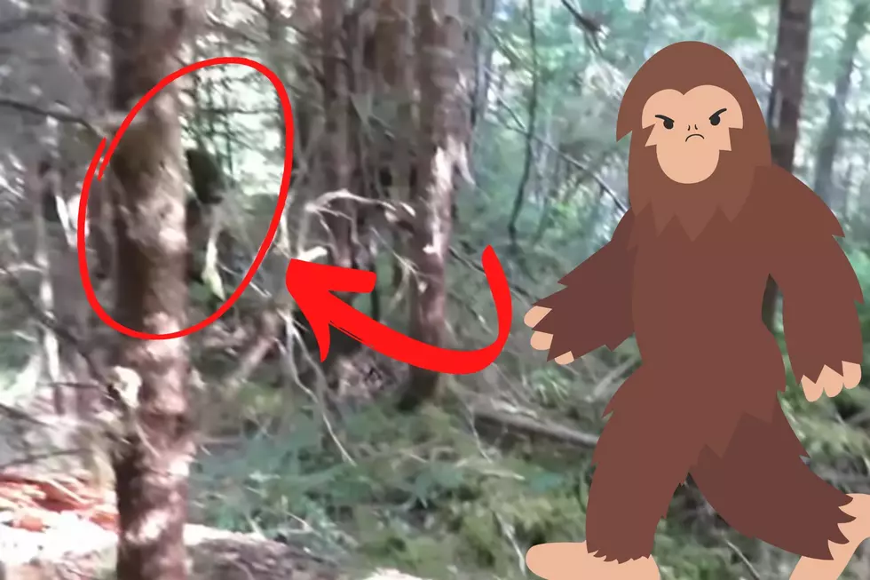 Sasquatch Spotted: Is Washington&#8217;s Olympic Peninsula Rainforest Hiding Famous Cryptid?