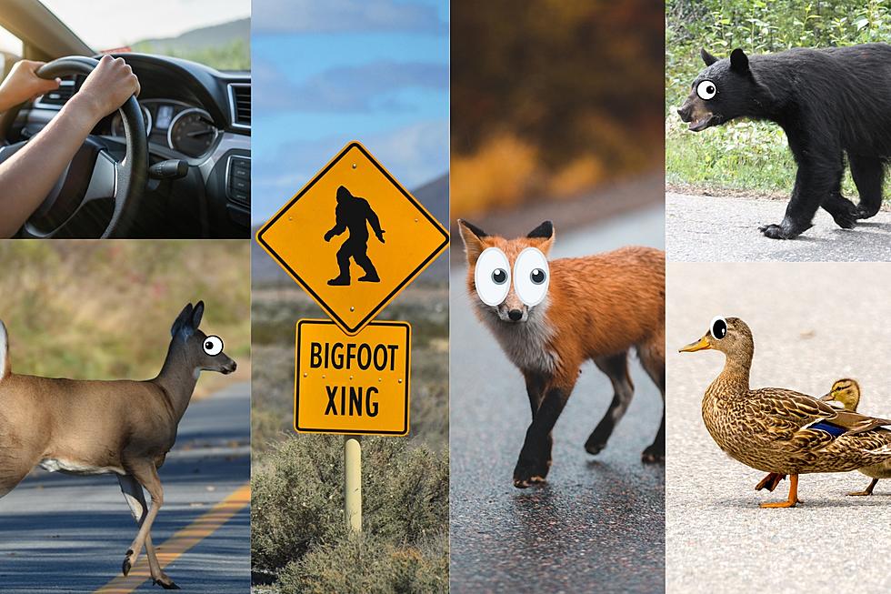 Break Test! What&#8217;s The Odds You&#8217;ll To Hit An Animal In Washington?
