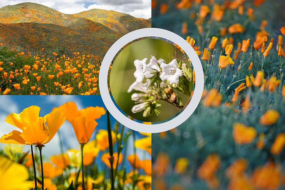How’s Your Bud Bloomin’? Check Out California’s Wildflower Hotline!