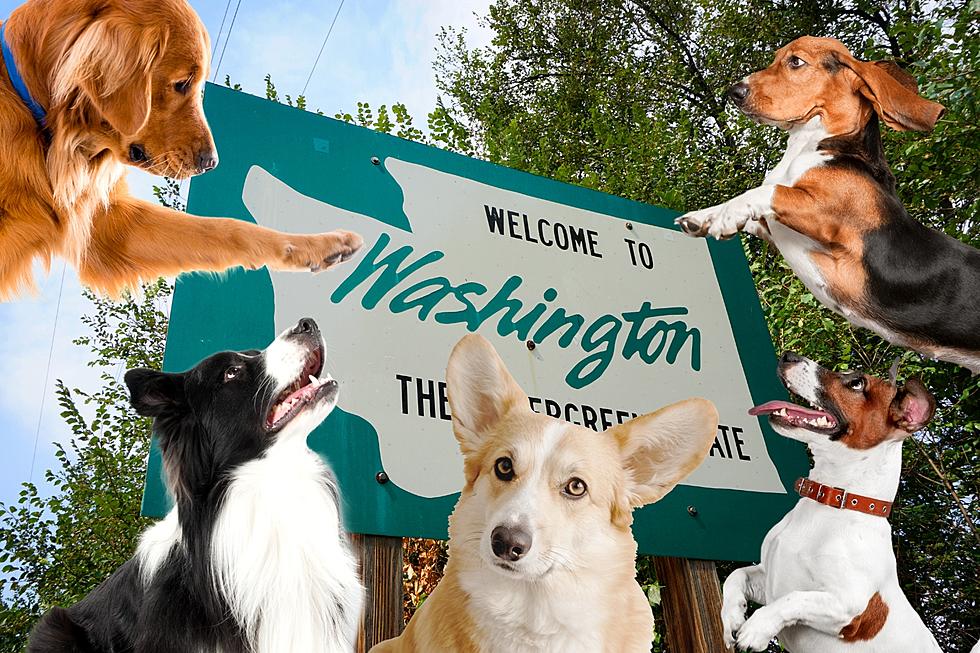 What Is Washington’s Most Popular Dog Name?