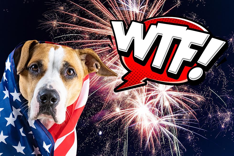 BOOM! Why Some Dogs Handle Fireworks Better Than Others
