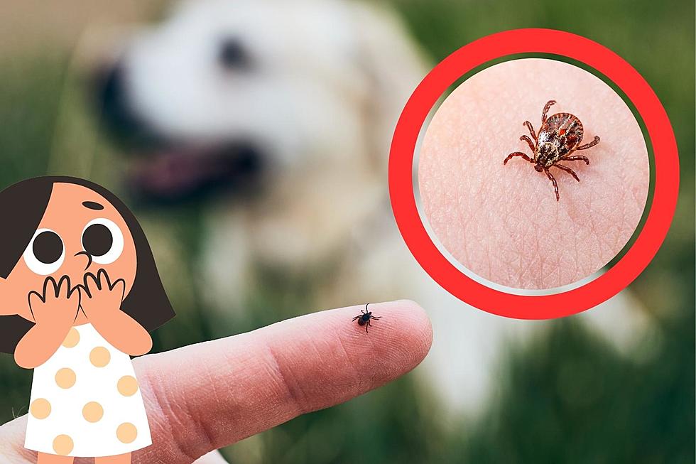 Washington Ticks Are Bad! Here’s 10 Tips To Prevent Getting Them!