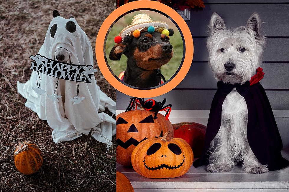 Dress Your Pet for 'Woof Or Treat'! Free Yakima Event Saturday!