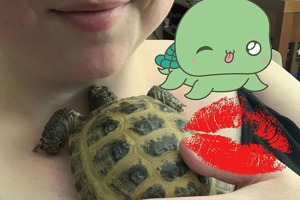 Attention California, STOP KISSING TURTLES!