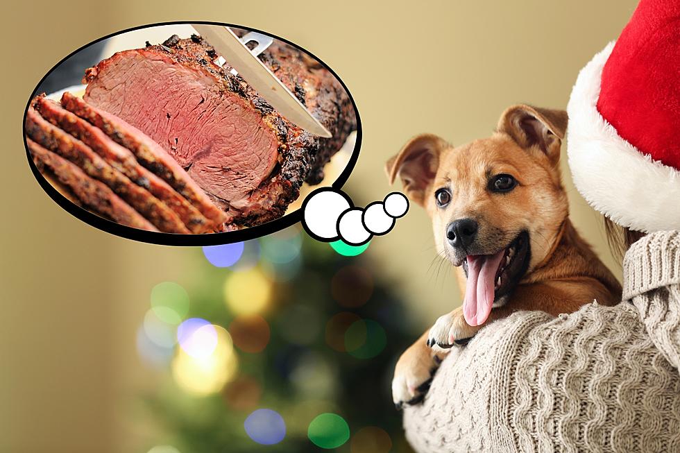 Attention WA, OR, & CA! These Are The Dangerous Holiday Foods For Dogs!