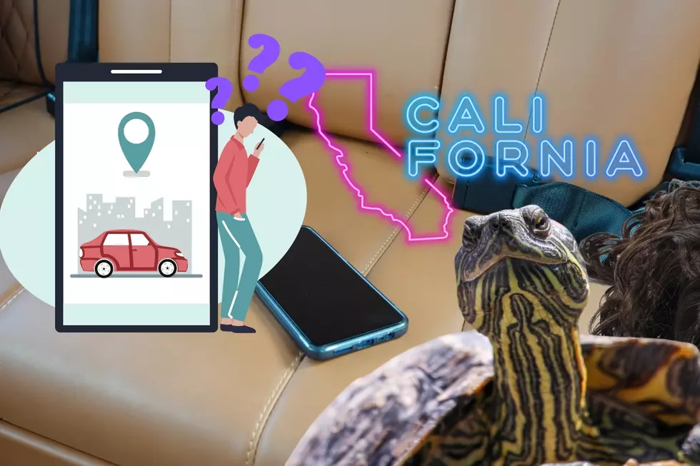 The 10 Weirdest Things Californians Forget in their Ubers!
