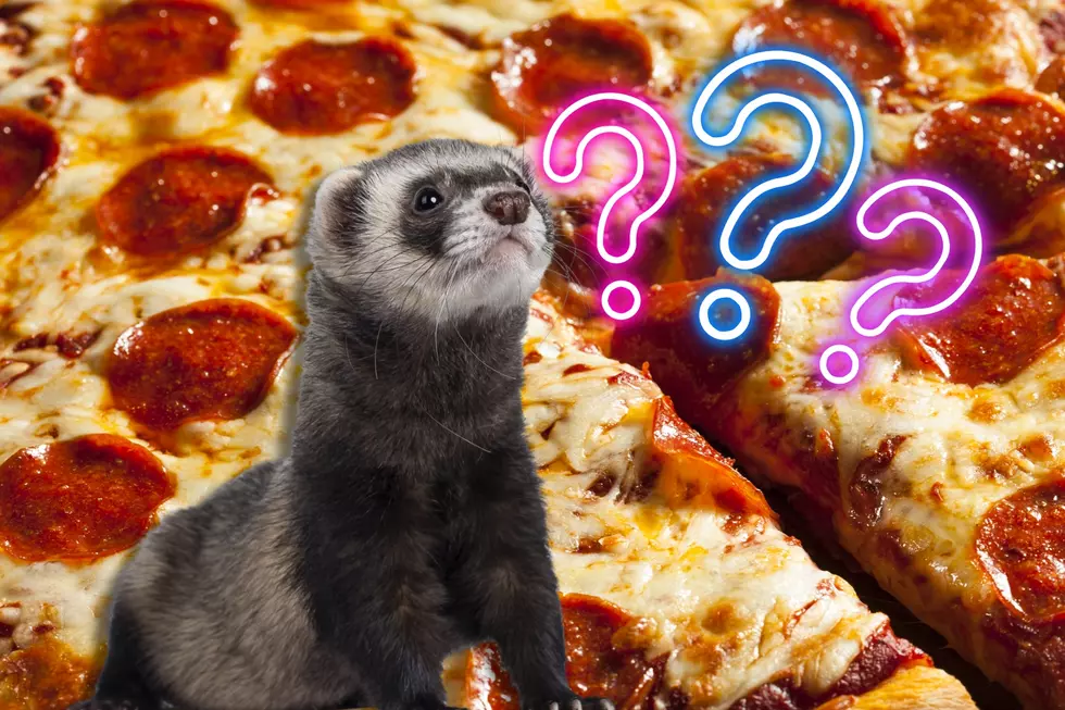 What Is Washington’s Pizza Ferret?