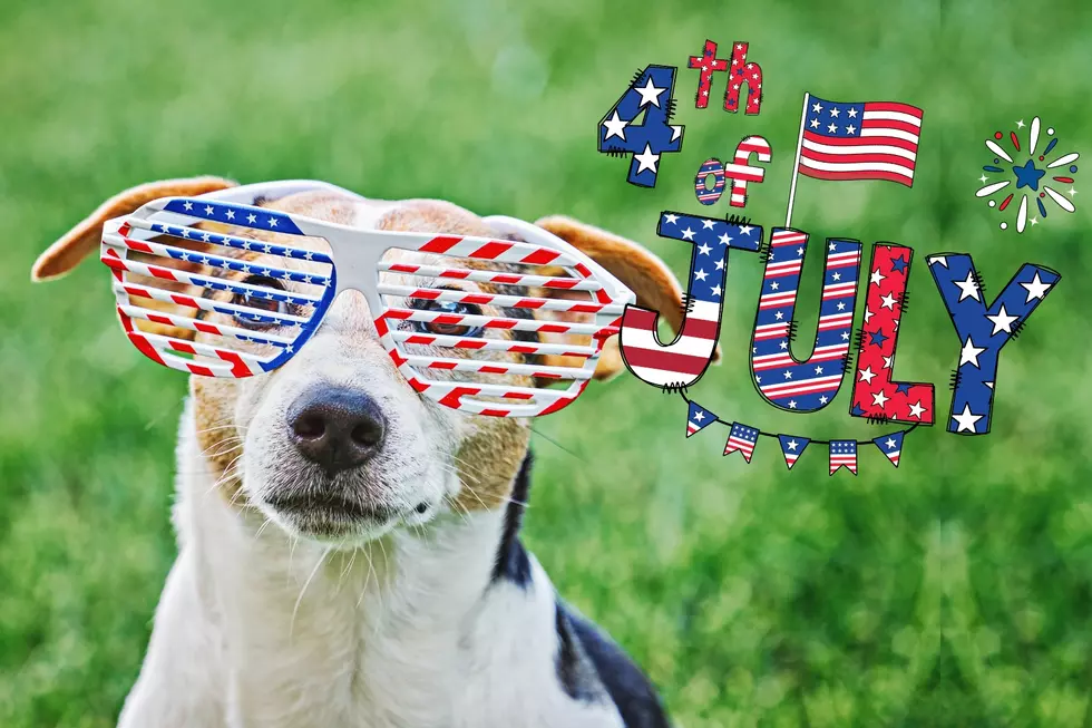 dog wearing American sun glasses