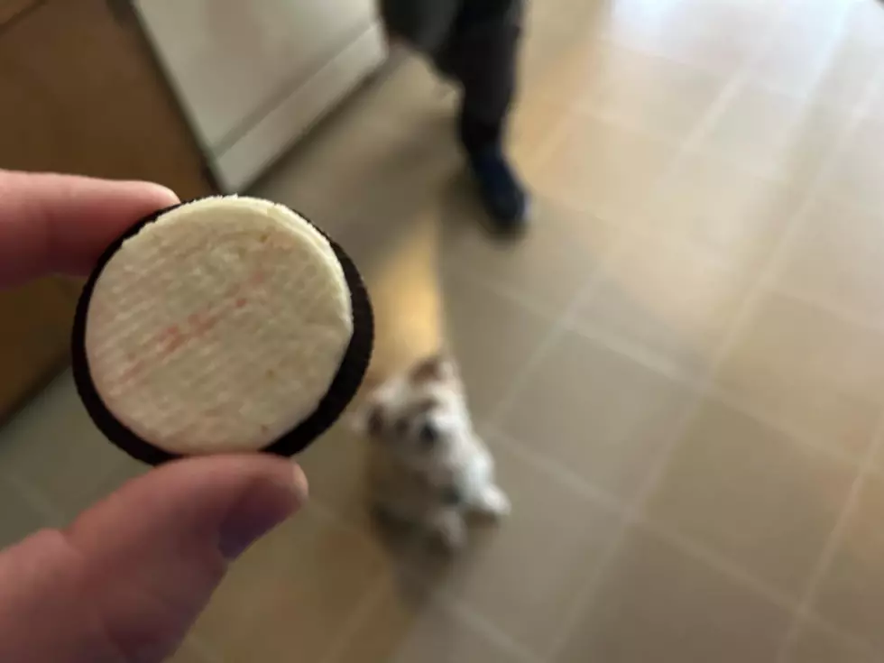 creme half of an oreo. Dog in background.