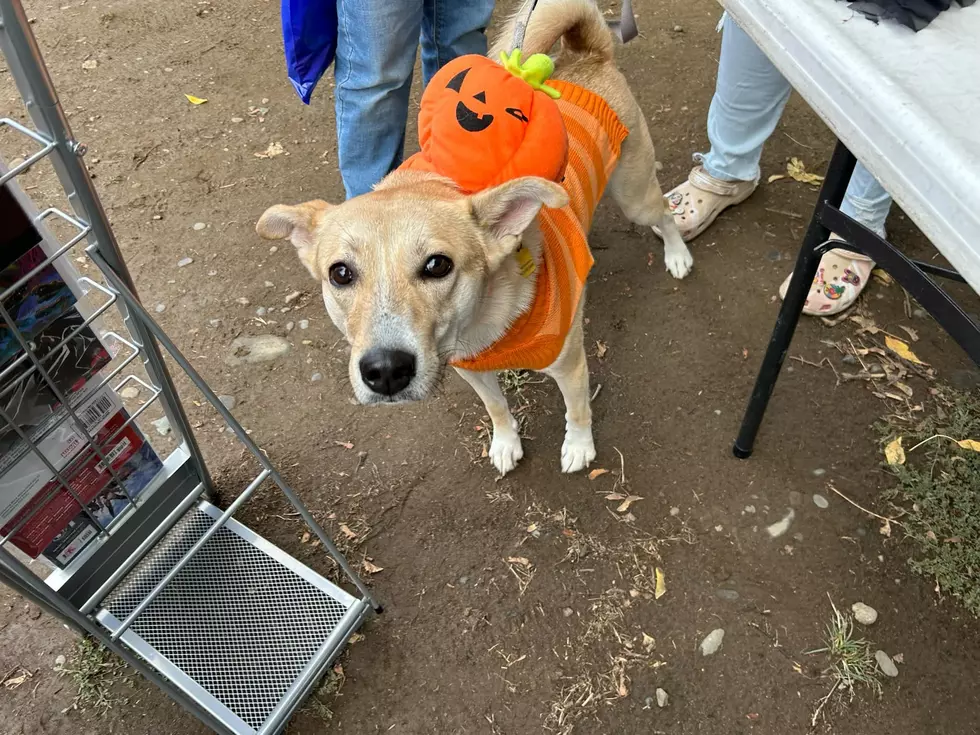 pets in the park
