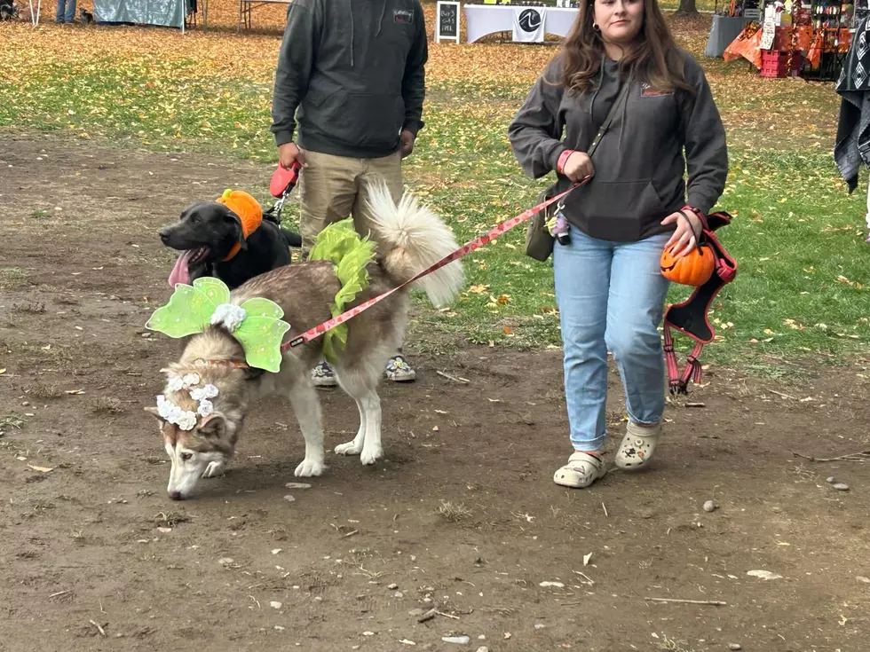 pets in the park