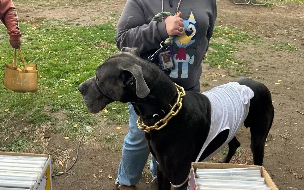 pets in the park