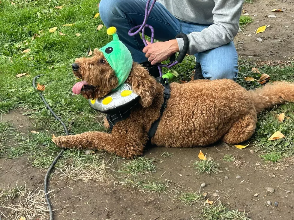 pets in the park