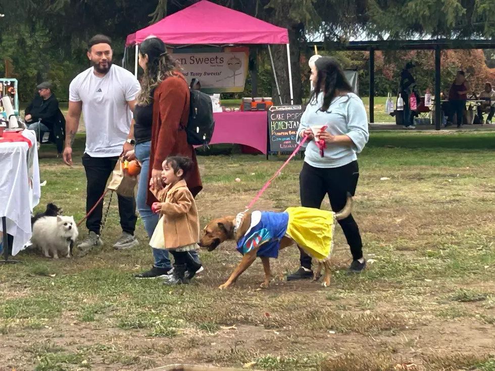 pets in the park