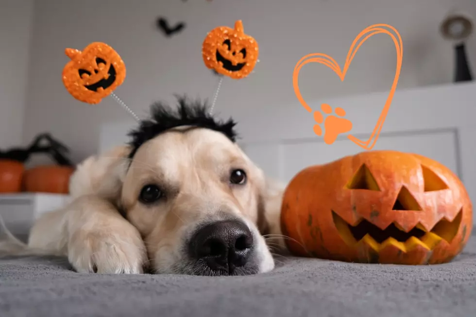 dog laying down next to a pumpkin