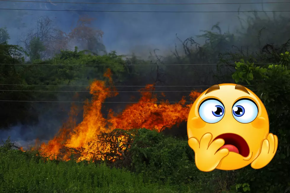 wild fire in a green forest area
