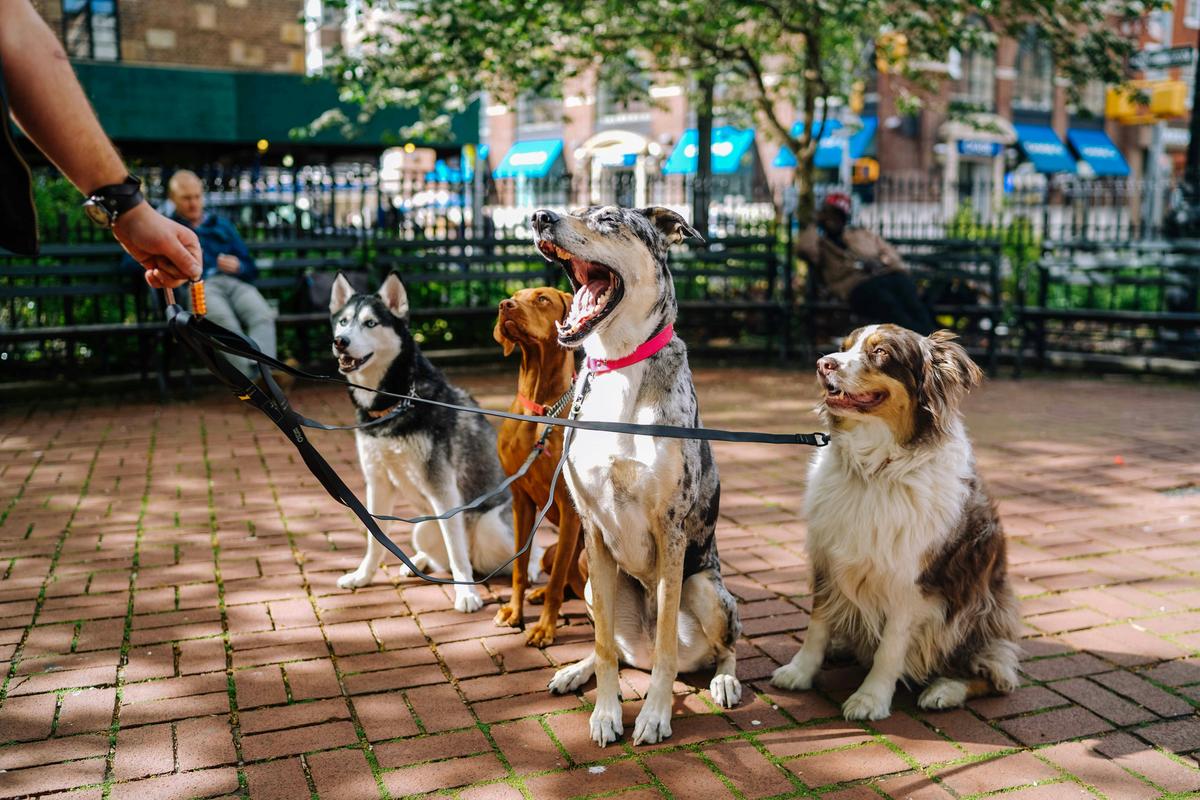 Best Washington Areas for Dog Owners Ranked