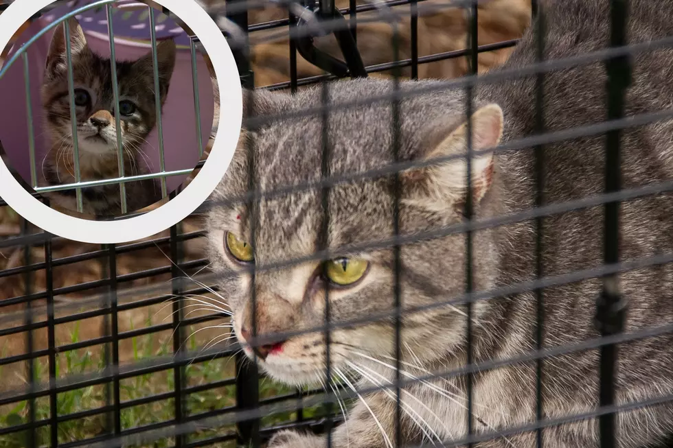 two cats in cages