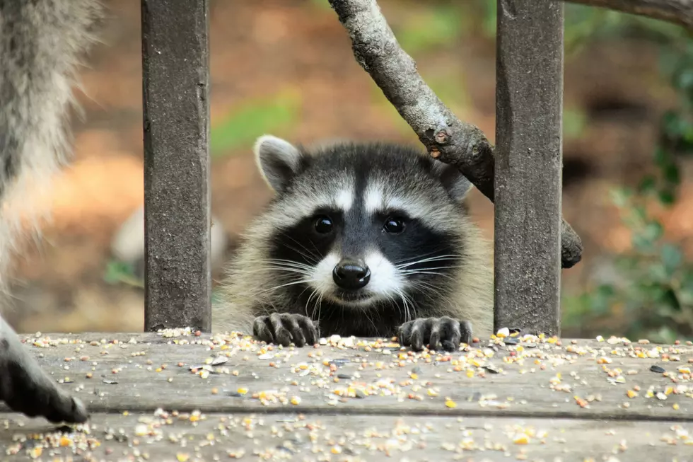 Why Raccoons May Be Washington’s Next Unusual House Pet