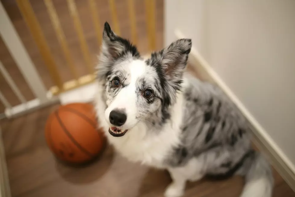 dog with a basketball