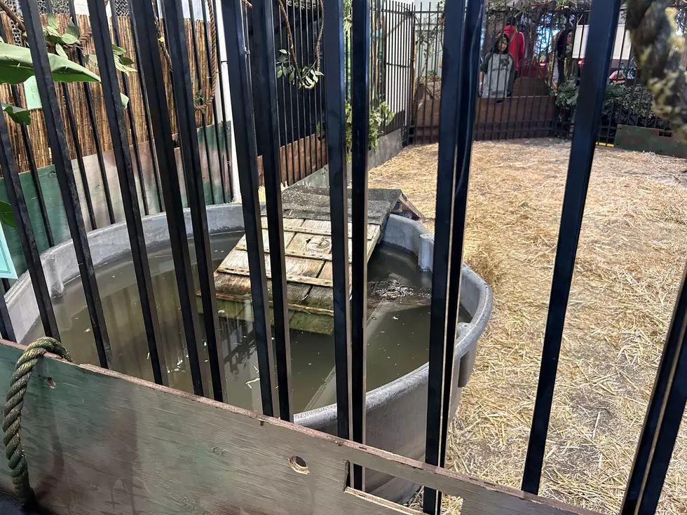 animals in cages.