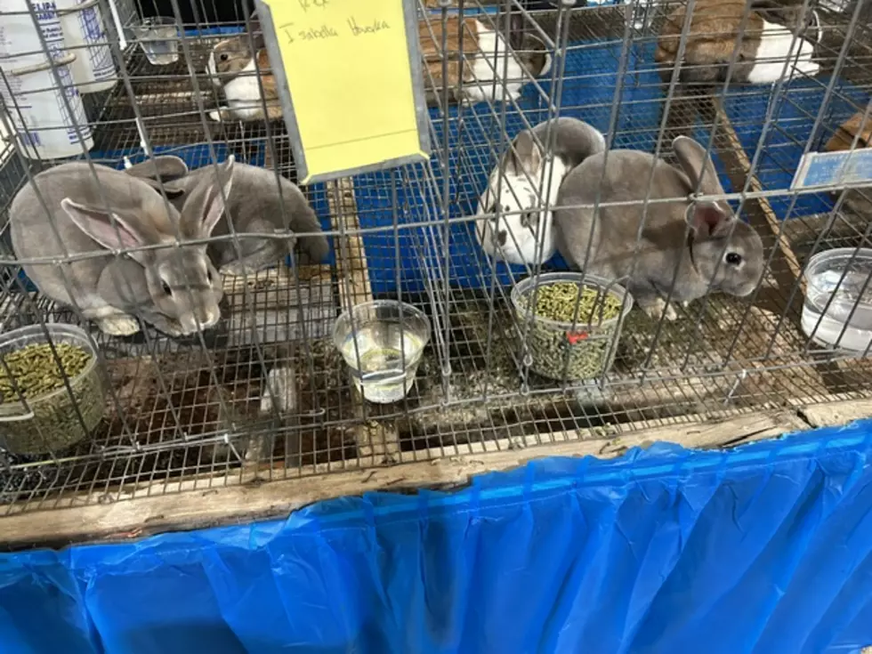 animals in cages.