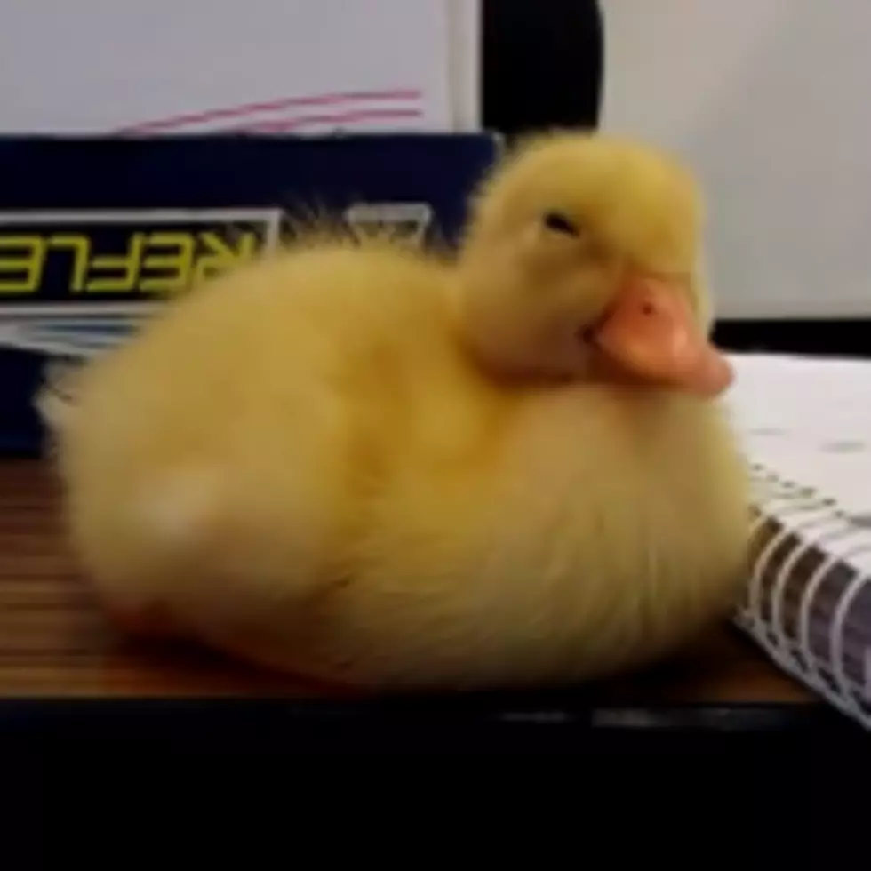 Heartwarming Video of an Adorable Duckling Who Can&#8217;t Stay Awake