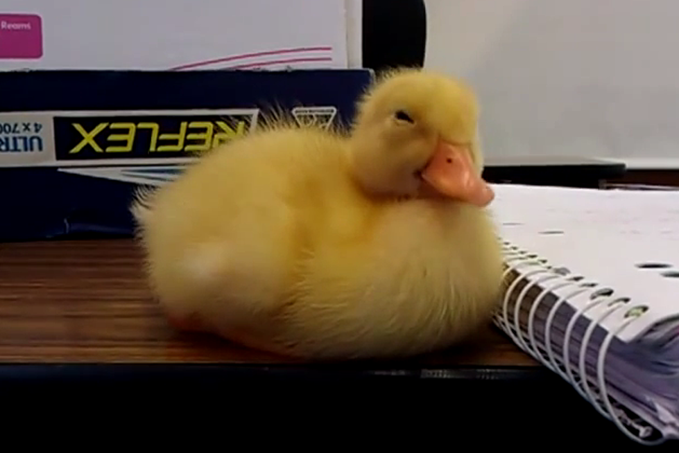 Heartwarming Video of an Adorable Duckling Who Can’t Stay Awake