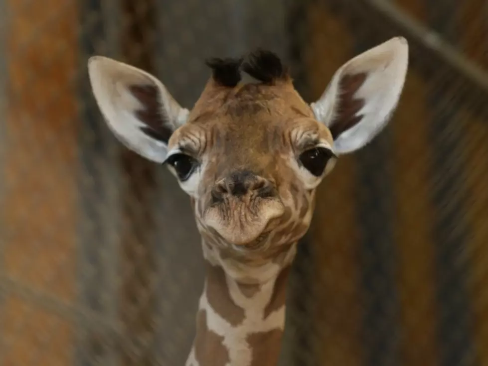 What is the Answer to the Giraffe Question from Facebook?