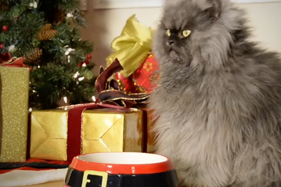 ‘Hard to Be a Cat at Christmas’ Starring Grumpy Cat is the Music Video for Cat Lovers