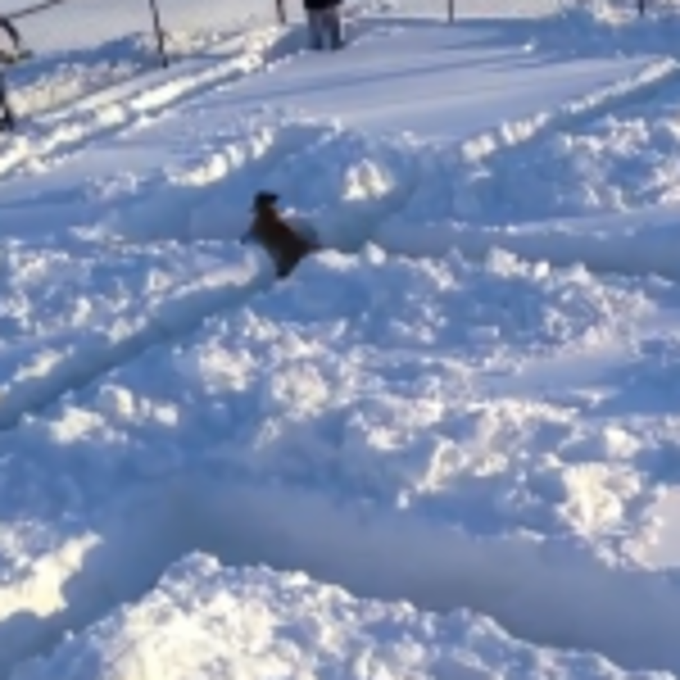 Dog Looks for Exit in Snow Maze [VIDEO]