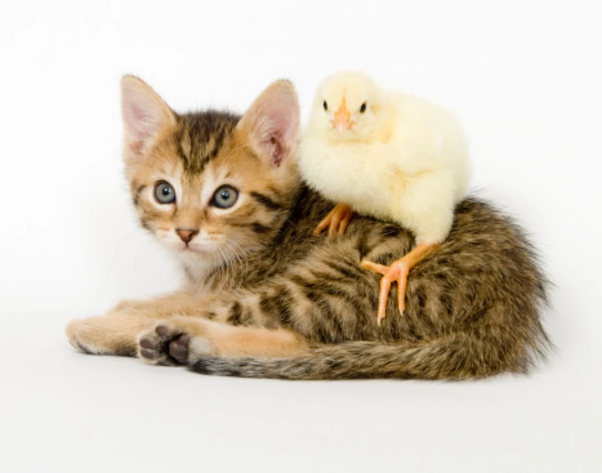 Котенок и цыпленок красивые картинки