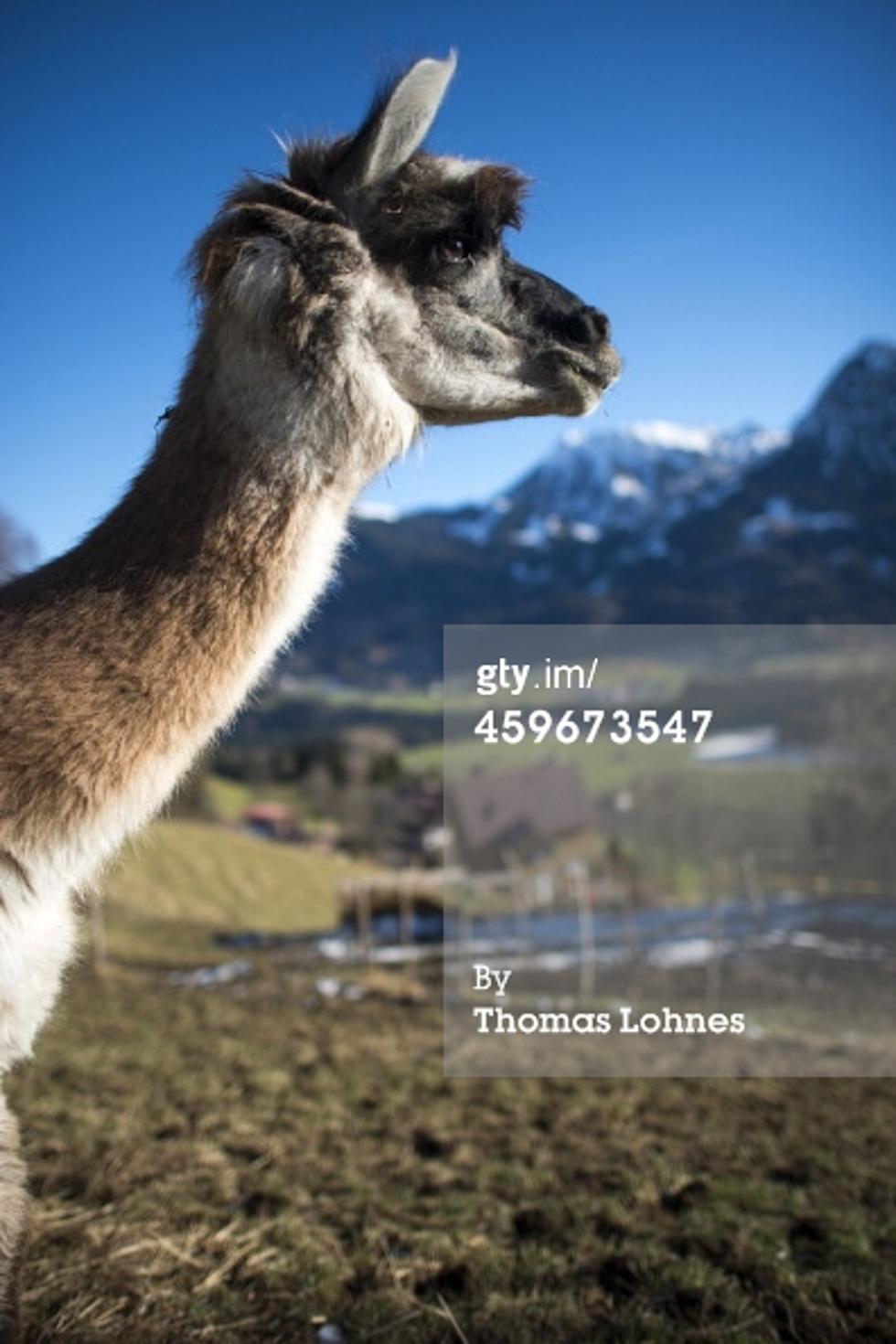 Good Cop, Llama Cop! Llama Busted For Going To The Club