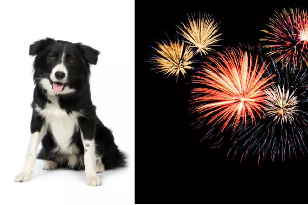 Dogs vs. Fireworks