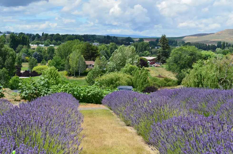 What&#8217;s The Lavender Lemonade Tea? Try It For Yourself This Weekend At The 9th Annual Selah Lavender Harvest Days [PHOTOS &#038; VIDEO]