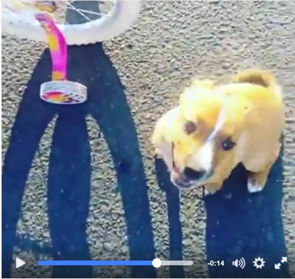 I Found A Stray Puppy Found Near Lions Pool &#8211; We Couldn&#8217;t Keep Him So My Daughter Revolted Against Me [VIDEO]