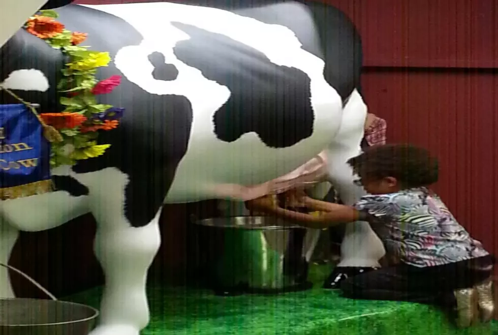 The Central WA State Fair Has A New Feature This Year- An Interrupting Cow