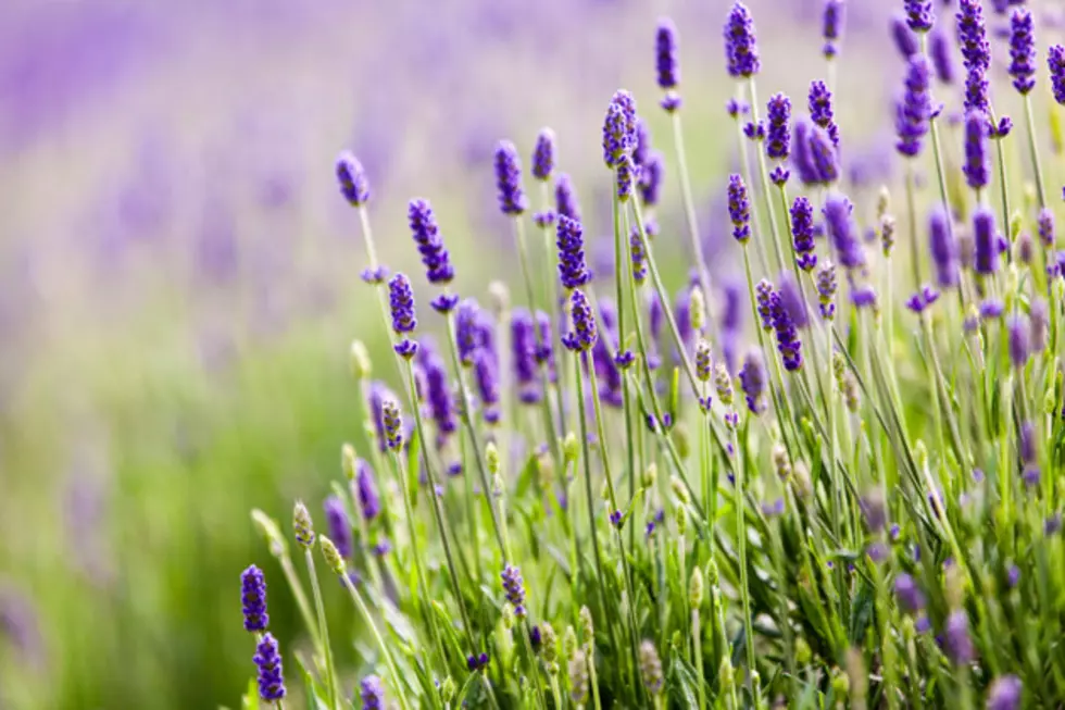Paint the Town Purple with Lavender Harvest Days in Selah