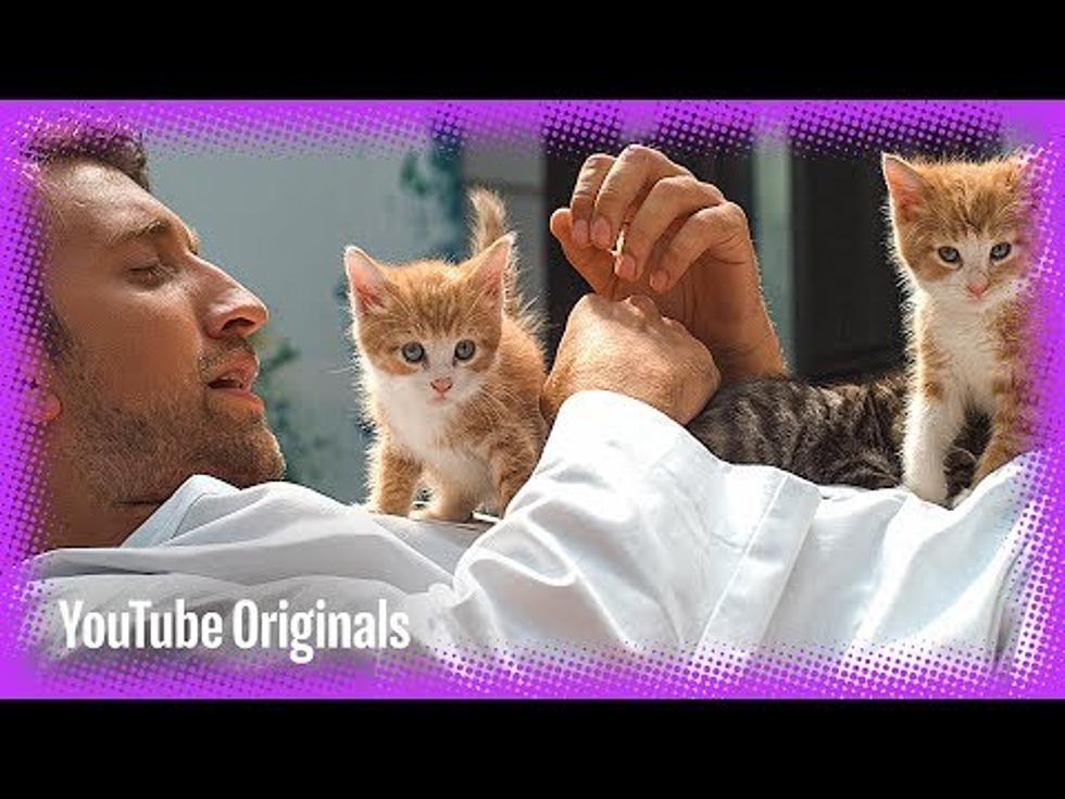 Having a Rough Day? Slow Mo Kitties Should Brighten Your Spirits